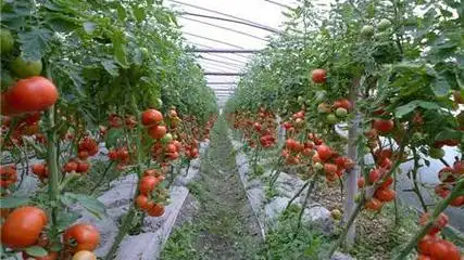 德州探索“地?zé)?”在農(nóng)業(yè)、工業(yè)等領(lǐng)域多場(chǎng)景應(yīng)用-地?zé)衢_發(fā)利用-地大熱能